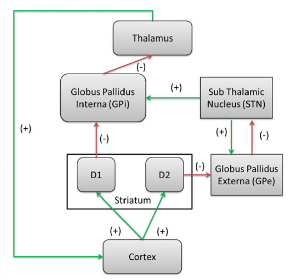Human brain modeling