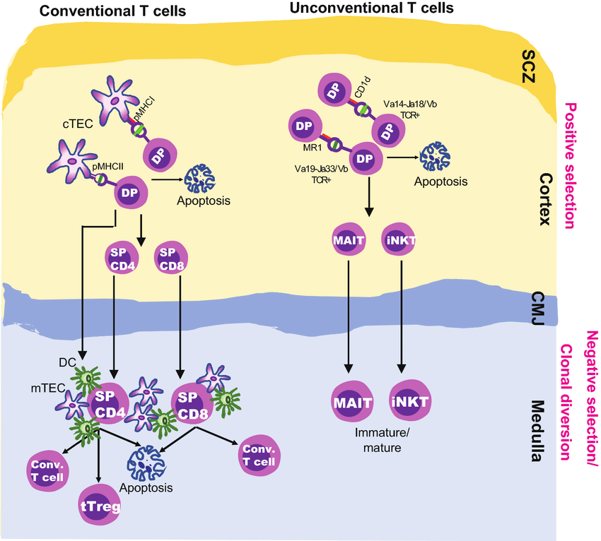 Artificial Immune system for anomaly detection